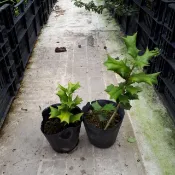 【四季春園藝】功勞葉  盆栽 盆苗 枸骨 枸骨葉 老鼠刺 羊角刺 貓公刺 六角茶 苦丁茶 六角刺 八角刺 鳥不宿 鵝掌竻