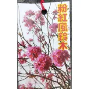 花田里-落葉喬木_(粉紅風鈴木)_7吋盆 高60-100cm 花多好觀賞 (無法超取，運費另計)