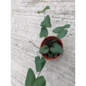 心願蕨/心葉蕨/澤瀉蕨｜3吋～空氣淨化蕨類植物
