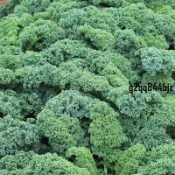 ✨羽衣甘藍種子（多入裝）四季高產 羽衣甘藍 種子春天採收至冬天 菜籽 海甘藍 無頭甘藍 羽衣芥藍 健康蔬菜種子