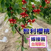 智利櫻桃苗🟡最新嫁接矮化盆栽🟡可盆栽陽台🟡 櫻桃 櫻桃苗 櫻桃樹 樹苗 盆栽 水果苗 矮生盆栽 矮化盆栽 水果盆栽