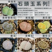 🌵✧植得栽✦ 【小石頭玉系列】20款可選/番杏科/石頭玉/屁屁玉/石頭花/Lithops/生石花屬/屁屁石頭玉/多肉植物