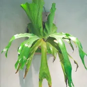 入門款｜三角鹿角蕨 2.5吋 孢子苗 蕨類植物 鹿角蕨上板 觀葉植物 上板植物 植栽 植物 【阿金的便秘花園】PP130