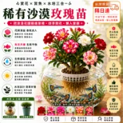 臺灣現貨🌹【稀有沙漠玫瑰苗】🌹5吋盆/ 稀有重瓣沙漠玫瑰苗  四季開花 大花濃香耐熱 四季種植 庭院懶人好養花卉綠植物