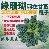 城禾農產🍃 綠珊瑚羽衣芥藍種子 300粒 綠珊瑚羽衣甘藍種子 綠珊瑚芥藍種子 綠珊瑚甘藍種子 羽衣芥藍種子 羽衣甘藍種子