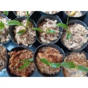 妞妞花園 賴興巴赫蝴蝶蘭  Phal.reichenbachiana 2吋 實生苗