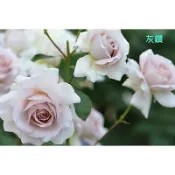 玫瑰天地 賣場3盆起才有出貨 3吋品種玫瑰苗 一箱最多8盆 灰鑽