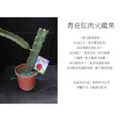 心栽花坊-青皮青龍紅肉火龍果/青龍紅肉/5吋/火龍果品種/水果苗/特價300