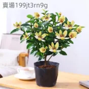 現貨 含笑花種子（50粒）四季種植 深山含笑花 含笑花種子 樂昌含笑/紅花含笑樹種子 濃香型花卉 觀賞花卉種子 超低價