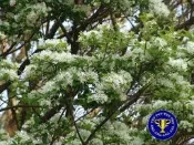 ╭＊田尾玫瑰園＊╯高貴樹種(流蘇)(四月雪)--初夏滿樹白花，如覆霜蓋雪
