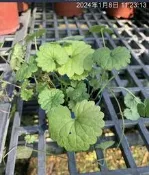 一禪種苗園-放入生菜沙拉中即可食用〈金錢薄荷〉香草植物-3吋盆/多年生草本盆栽