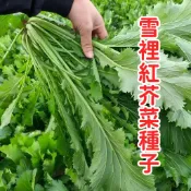 雪裡紅芥菜種子 雪裡蕻種子 台灣當季蔬菜種子 耐熱耐寒易種植 家庭菜園 陽台盆栽 快速收成 自種無毒 葉用芥菜品種