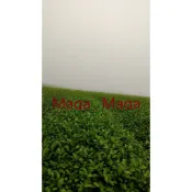 Maga茶業 台灣正港高山四季春半青熟一斤350元