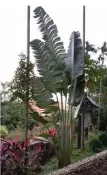 旅人蕉壓縮檔