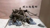 -柘造景藝術-〈素材品圖組〉 青龍石 窈窕木 海芙蓉 雲山石 八海石 苔石 虎皮石