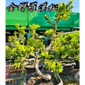 金鑽羅漢松、晶鑽羅漢松、黃金鑽羅漢松 常綠喬木 羅漢松樹苗