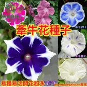 牽牛花種子 朝顏 喇叭花 爬藤植物 圍籬花卉 綠化遮陽 花牆植物 庭院造景 觀賞花卉 盆栽爬藤 開花植物夏季花 花架植物