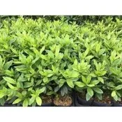 一禪種苗園-被人們譽為花中西施〈杜鵑苗-不挑花色〉綠籬植物-3吋盆/葉排列為叢生/葉面平滑/淨化空氣/庭園造景/民宿美化