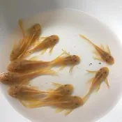 【嘉嘉寵物】🐟 藍眼鬍子/大帆、24K鬍子/大帆、雪花鬍子/大帆 🐟 底棲 撿殘料 （觀賞魚蝦
