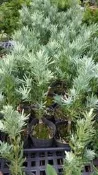╭＊田尾玫瑰園＊╯盆景素材-(藍羅漢松)高30cm500元