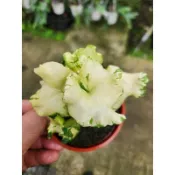 3吋日本月光常春藤 雨林植物 植物療育 觀葉植物