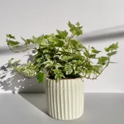 常春藤 觀葉植物 室內植栽 水泥盆 Ins風格 【likechill工作室】