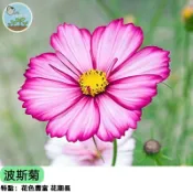 🌸【夢幻粉彩】水袖波斯菊種子 重瓣花型如舞裙 超好種 陽台花海速成 蜜源植物 切花材料 新手友善 四季可播