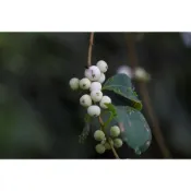 台灣原生種(多種誘鳥野果盆栽)-白飯樹 台灣土黨蔘 水麻 紫珠 玉山假沙梨 野藍莓 呂宋莢迷 水冬瓜 鳥飼料