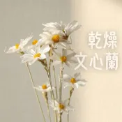 乾燥文心蘭 乾燥花 綜合 不凋花兔尾草 情人草 向日葵 勿忘我 滿天星 插花花材  永生花 卡斯比亞 星辰花 麥穗 裝飾