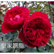 皇家胭脂4吋盆，紅色玫瑰花苗，盆栽苗