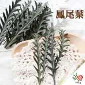 (店+)花燥獨家 永生鳳尾葉 鳳尾葉 極度花燥 花材 葉材 永生花 乾燥花 不凋花 藤圈 果實 葉 葉子 畢業季 畢業 七夕