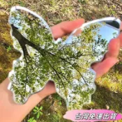 🚛台灣出貨🚛四季春夏秋冬拍照神器化妝鏡亞克力蝴蝶鏡便攜神器意境擺拍ins風sdfs