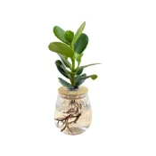 (店+)【理想小品】書帶木【現貨】水耕盆栽 玻璃花瓣胖胖瓶 無土種植 觀葉植物 室內植物 玻璃飾品 創意花盆 盆栽
