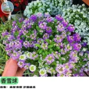 🌸【爆花小資女】香雪球種子 彩球混合色 滿天星同款 陽台盆栽吊盆植物 四季開花 蜜香誘蝶 花海地被植物 新手必成功
