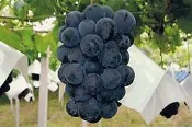 ╭＊田尾玫瑰園＊╯優良水果苗(巨峰葡萄)高80cm220元