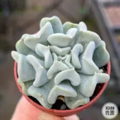 一吋迷你盆【特葉玉蝶】多肉植物|多肉|景天科｜療癒小物| 組盆|綠手指必備|［Xuan肉園］
