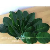 LENTO SHOP - 新鮮現採 檸檬葉 萊姆葉 馬蜂橙葉 Kaffir Lime Leaf 下單後採收 台南出貨