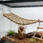 免運⚡ 吊床 海草吊床 編織吊床 睫角守宮吊床 寄居蟹攀爬繩 鸚鵡攀爬繩 爬蟲造景 韓系爬蟲用品 寵物攀爬網 造景繩