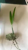 園藝治療療癒的檳榔苗-不用掃樹葉的綠園