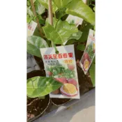 李家果苗 滿天星百香果 3吋盆 嫁接苗 甜品種 高度20公分左右 特價90元