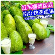 ✅紅毛榴槤✅大苗-宅配版 山刺番荔枝 刺果番荔枝 羅李亮果，可居家種 果苗 樹苗 矮化果樹 矮生盆栽 矮化盆栽 水果盆栽