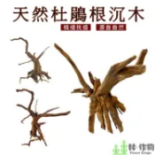 《林作物》現貨【天然杜鵑根】水族裝飾品 天然沉木 杜鵑木 水族造景 沉木造景 杜鵑根 水族箱造景 沉木造景 水草沉木