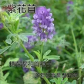 苜蓿草種子苜蓿芽苗菜種子紫花苜蓿籽水培蔬菜 陽台盆栽庭院可種 3-5天快採 免土免肥｜高營養 生機飲食必備