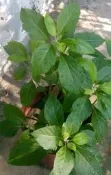 藥草：南非葉&神秘草！苗1棵或枝條2支各長25cm以上，買五送一！可搭
