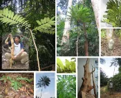 ╭＊田尾玫瑰園＊╯藥用植物-(東格阿里 )/阿里的柺杖-爲馬來西亞國家立法保護之植物