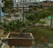 盆栽/羅漢松/七里香/柏樹（歡迎詢問價錢） 樹齡超過40年