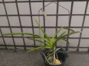 【唐老鴨】 桑德萬代蘭 Vanda sanderiana (側芽-#8)