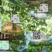寵物用品懸浮貓窩懸掛吸盤貓咪吊床曬太陽神器貓爬架四季新款