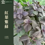 紅葉紫蘇 盆栽｜日式料理香草 紫蘇葉｜可食用藥食兩用｜壽司配葉 香氣植物｜Perilla frutescens