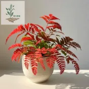 青禾園藝（含羞草種子）新品種 多年生 四季種植 奇趣植物易種花卉種子陽臺室內盆栽種籽害羞草籽 超高發芽率 四季長青